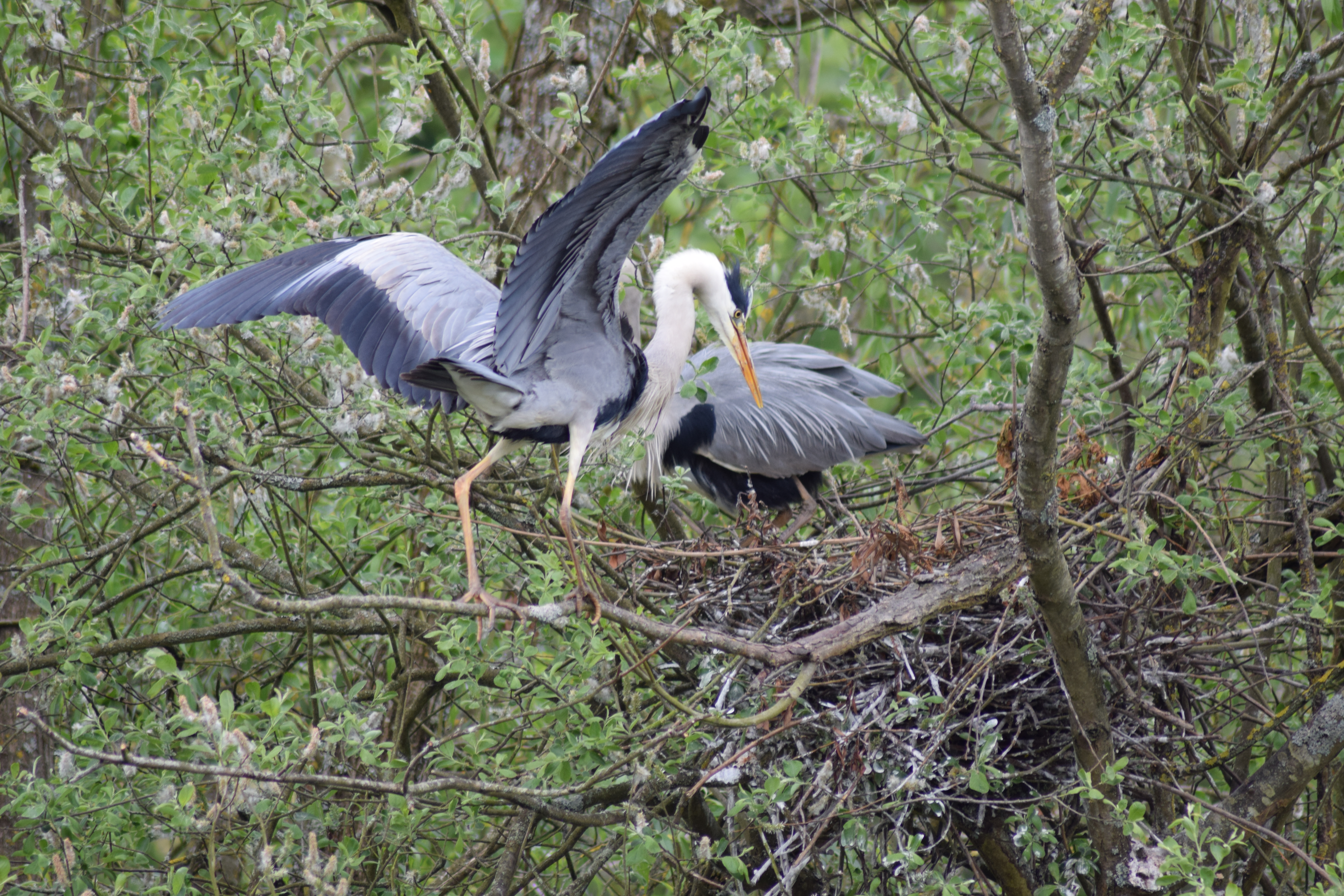 Photograph: DSC_0073.JPG