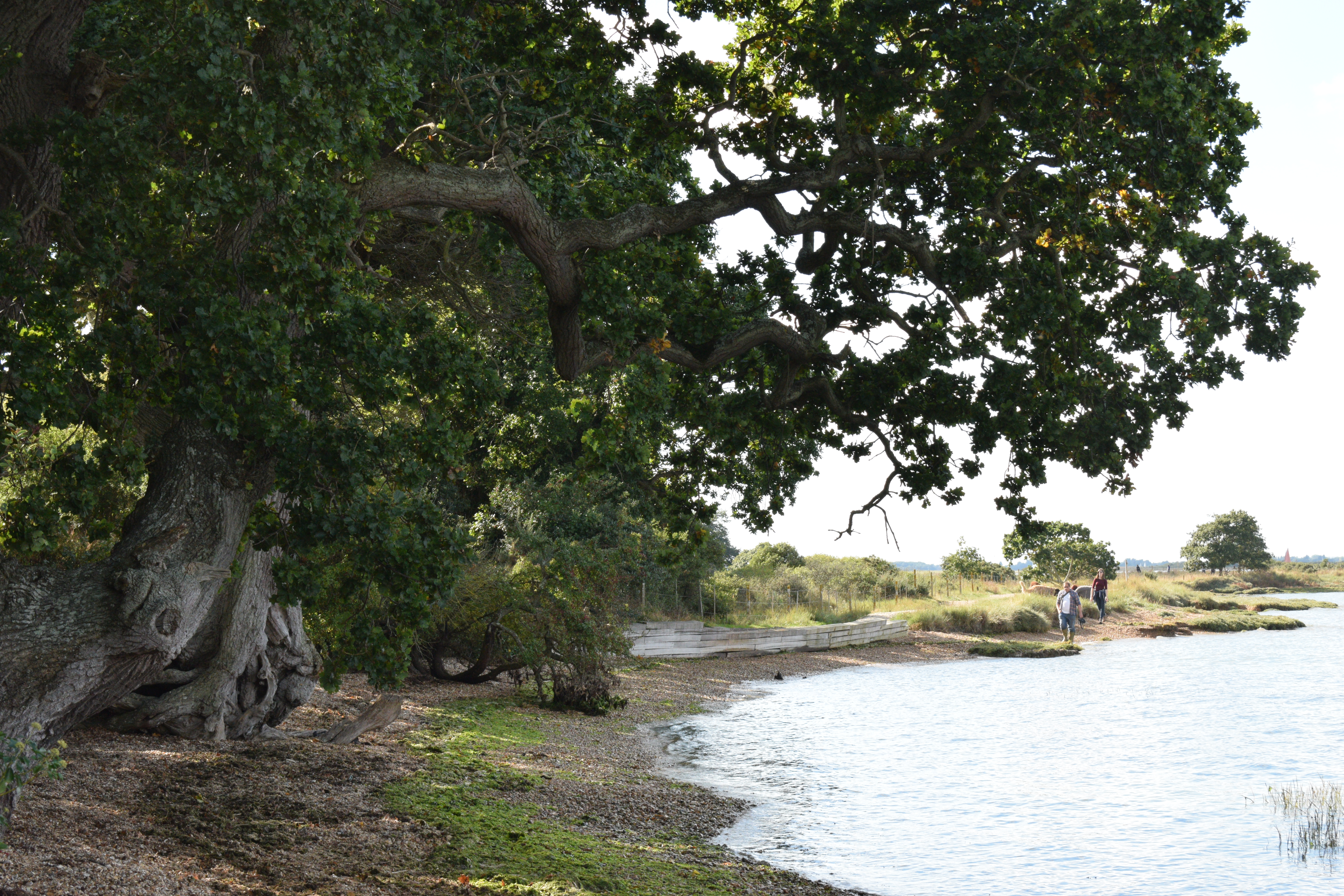 Photograph: DSC_0238.JPG