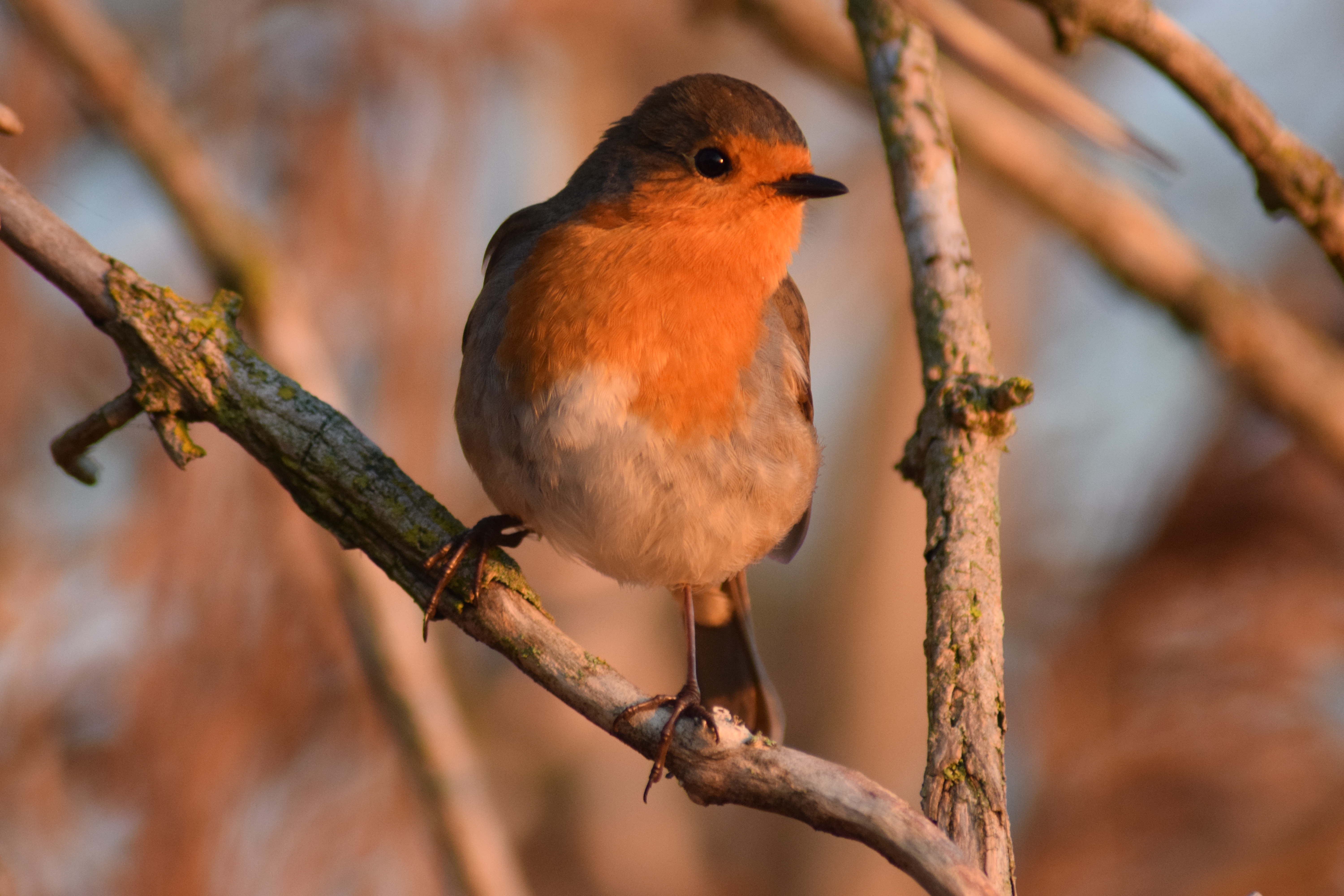 Photograph: DSC_0725.JPG