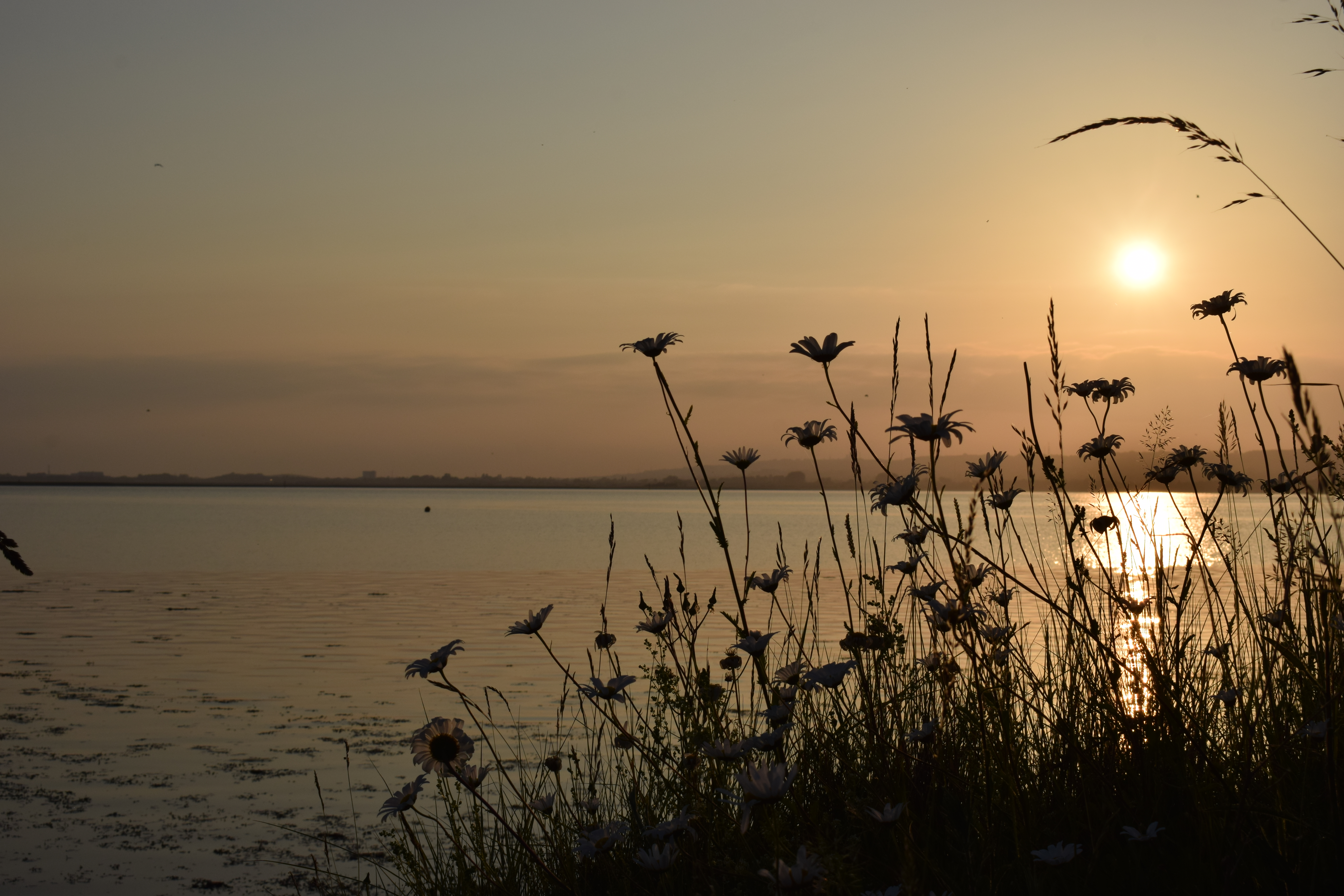 Photograph: DSC_2416.JPG